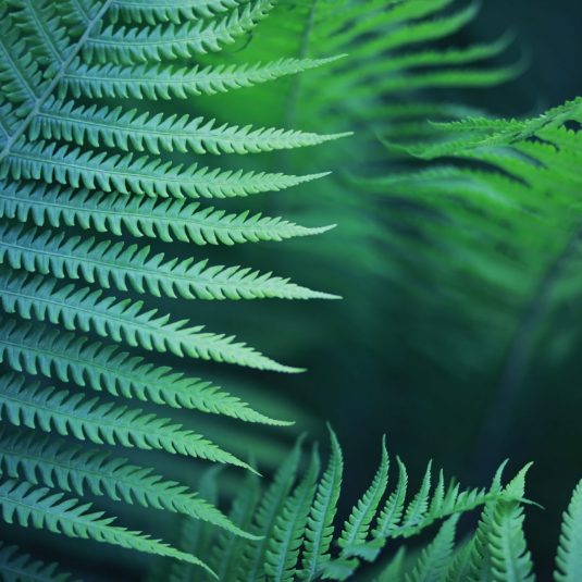 Plants,And,Flowers,Macro.,Detail,Petals,And,Leaves,At,Sunset.